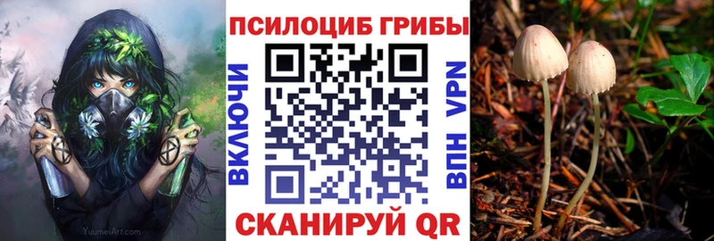 Купить где  Бирюсинск  Псилоцибиновые грибы мицелий 